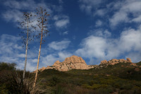 Malibu Yuccas 1-15-12