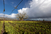 Vineyard Clouds Rainbow Tree 3-6-23