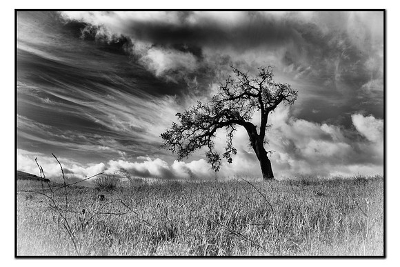 Black and White image of oak tree in Agoura Hills, CA