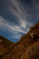 Malibu Yuccas 10-3-11