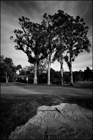 Black and White of Birnam Wood Golf Club Eucalyptus Montecito Santa Barbara Ca