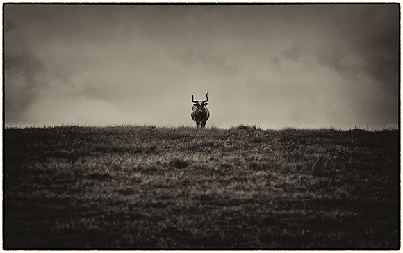 Black and White with some sepia of cattle in Southern Kauai Hawaii