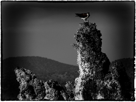 Black and White Osprey nesting on Tufa Tower in Mono Lake Ca