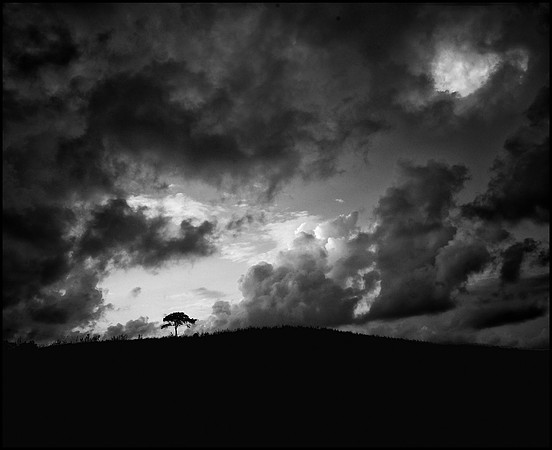 Black and White image of lone tree in Southern Kauai Hawaii