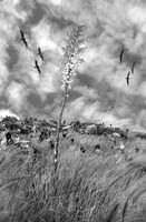 Black and White Yuccas