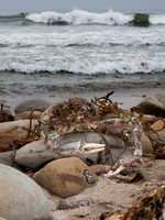 Sea Creatures